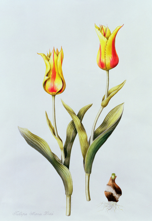 Tulipa Mona Lisa (Tulip) 1997 (w/c on paper)
