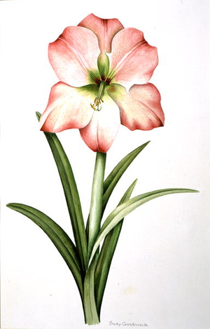 Pink Amarylis (w/c on paper)