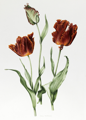 Flaming Parrot Tulip (watercolour with pencil on paper)