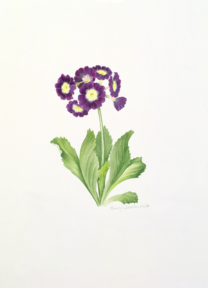 Auricula (w/c on paper)