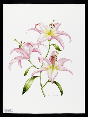 Pink lily (w/c on paper)