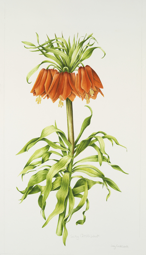 Crown Imperial Fritillary (w/c on paper)