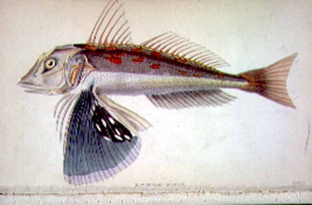 New Zealand Gurnard engraved by the artist from 'Naturalist's Library' Vol II written by J.S. Bushman, compiled by Sir William Jardine (1800-74), pub. 1833-45 (engraving)