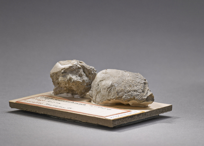 Lima consobrina (Lamellibranche), Natural History Museum of Marseille