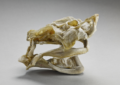Mustelus mustelus (common smooth-hound, houndshark), Museum d'histoire naturelle de Marseille