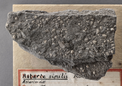 Astarte similis (Lamellibranche), Natural History Museum of Marseille