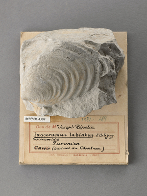Inoceramus labiatus (Lamellibranche), Natural History Museum of Marseille