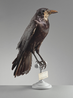Raven freux (Corvus frugilegus) - rook - Museum d'histoire naturelle de Marseille