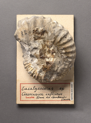Eucalycoceras sp (Cephalopode), Natural History Museum of Marseille