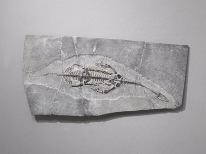 Keichousaurus ui, Natural History Museum of Marseille