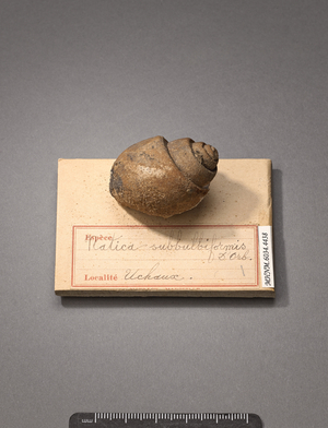Natica subbulbiformis (Gasteropode), Natural History Museum of Marseille