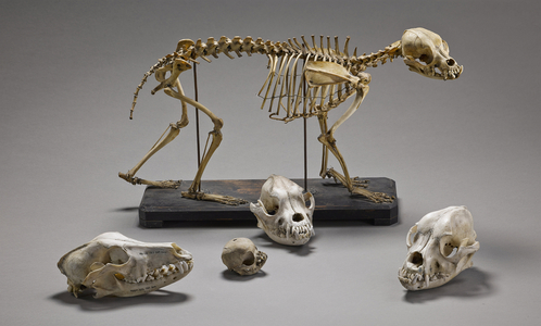 Dog Skulls and Skeleton Set - Dogs skulls and skeleton, Museum d'histoire naturelle de Marseille
