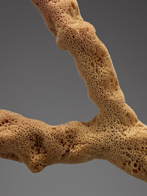 Axinella polypoides (common axinella, sponge or sponge - marine sponge) Museum d'histoire naturelle de Marseille