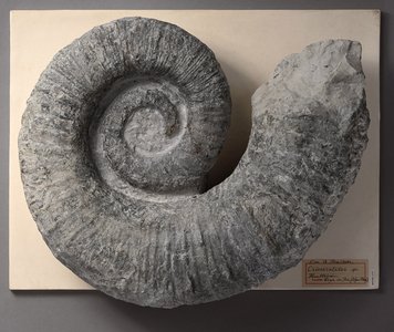 Crioceratites sp (Cephalopode), Natural History Museum of Marseille