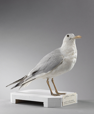 Goeland railleur (Larus genei), slender-billed gull - Museum d'histoire naturelle de Marseille