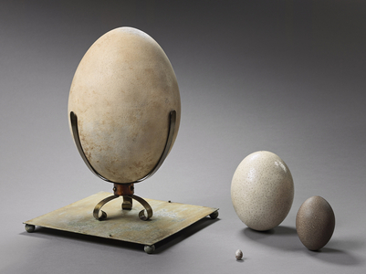 (Eggs), Natural History Museum of Marseille