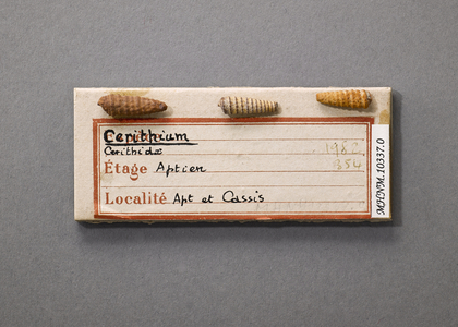 Cerithium sp (Gasteropode), Natural History Museum of Marseille