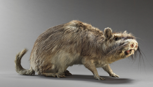 Plains viscache, large viscache or hare of pampas (Lagostomus maximus), viscacha plains or vizcacha plains - Museum d'histoire naturelle de Marseille