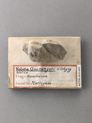 Voluta guerangeri (Gasteropode), Natural History Museum of Marseille