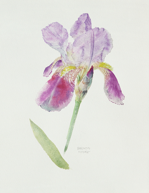 Bearded Iris, c.1980 (w/c on paper)