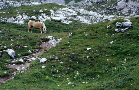 Horse, Trentino Alto-Adige, Italy