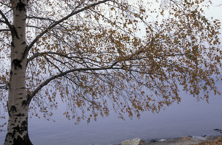 Betula Pendula, Italy