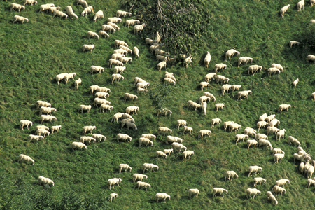 Flock of sheep to pasture, Lombard Prealpi, Lombardy, Italy