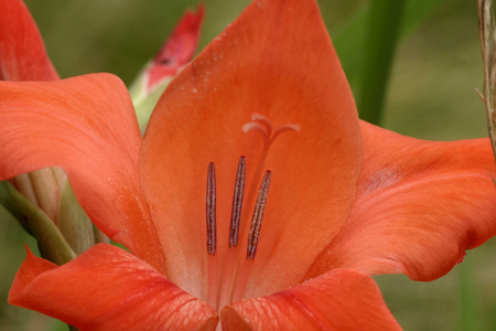 President De Gaulle sword-lily, Italy