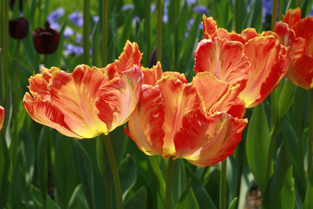 Parrot tulips “” Prof. Rontgen””