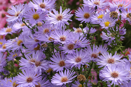 Aster novi-belgian “” Prof. Anton Kippenberg””, New York aster
