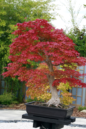 Acer palmatum