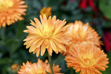 Calendula officinalis “” Pygmy””