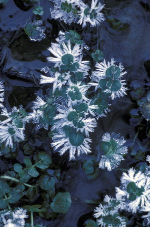 Frost on watercress, Italy