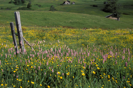 Polygonium Bistorta, Alpi mountains, Italy