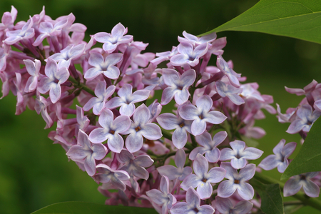 Syringa vulgaris