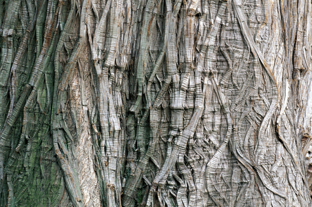 Taxodium distichum