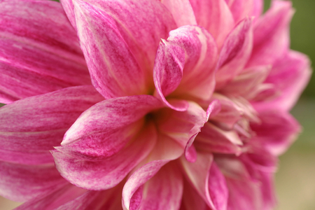 Dahlia “Seawood Glory”