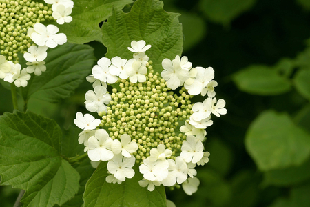 Viburnum opulus, Italy