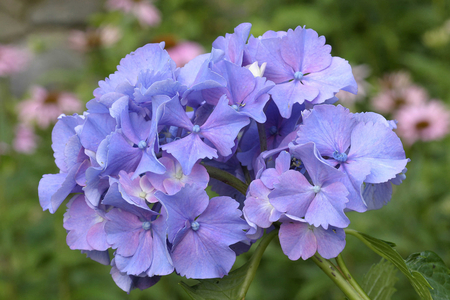 Hydrangea macrophylla, Italy