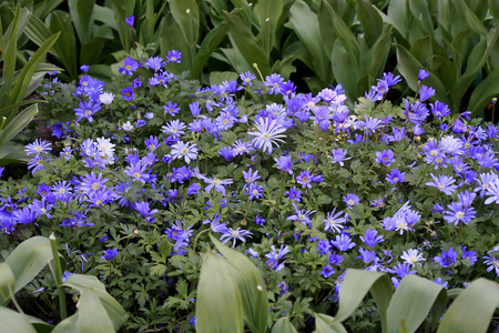 Anemone blanda “Blue Shades””