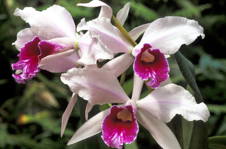 Laelia x Purpurata “Oculata Caerulea”