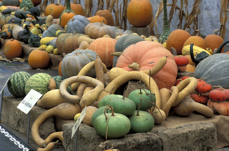 Show of pumpkins, Italy