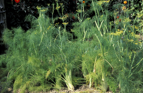 Foeniculum vulgare