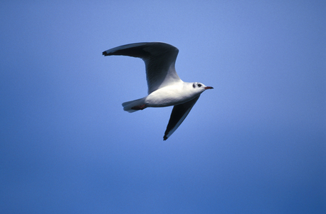 Bird, Natural reserve of the mouth of Stella river, Marano Lagunare, Friuli Venezia Giulia, Italy