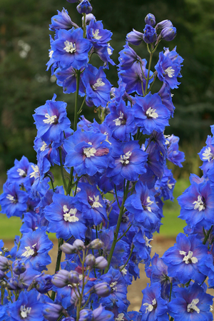 Delphinium elatum Shimmer