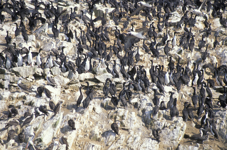peru cormorants and gannets, ballestas isles, peru