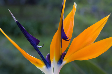 Strelitzia reginae, bird of Paradise, crane flower, uccello del Paradiso