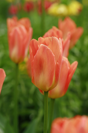 Triumph tulips “Annie Schilder”