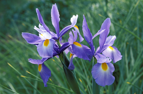 Iris Xiphium, South Italy, Italy