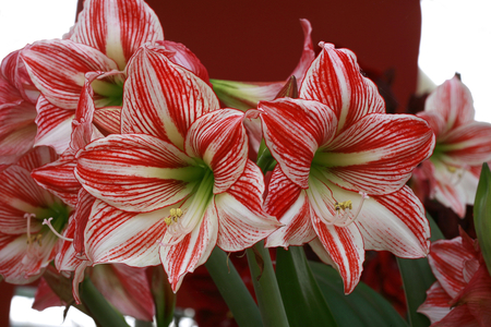 Hippeastrum Fairy Tale
